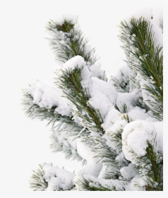 Winter Snow Smile Tree - Winter Snow Snow Png, Transparent Png, Free Download