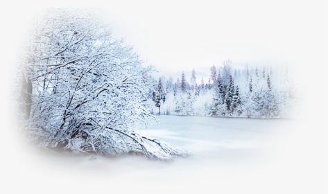 Winter Desktop Wallpaper Photography Snow Clip Art - Forest Snowy Tree Transparent Background, HD Png Download, Free Download