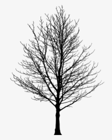 Barren Tree Silhouette - Winter Tree Silhouette Png, Transparent Png, Free Download