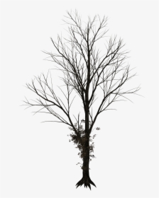Tree Drawing Clip Art - Winter Tree Drawing Png, Transparent Png, Free Download