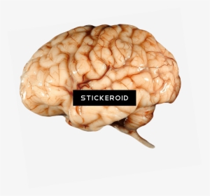 Brain, HD Png Download, Free Download