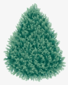 Real Christmas Fir Tree Png Image - Загадки На Букву Ё, Transparent Png, Free Download