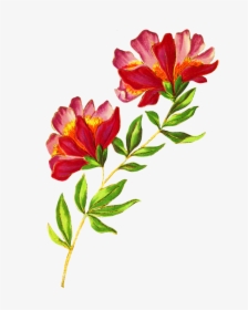 Beautiful Delicate Flower - Beautiful Flowers Image Png, Transparent Png, Free Download
