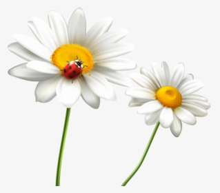Beautiful Flowers Png Image Free Download Searchpng - Beautiful Flower Images Download, Transparent Png, Free Download