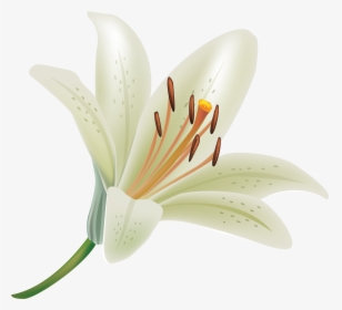 White Lily Wallpapers Picture As Wallpaper Hd - Flower Lilly, HD Png Download, Free Download