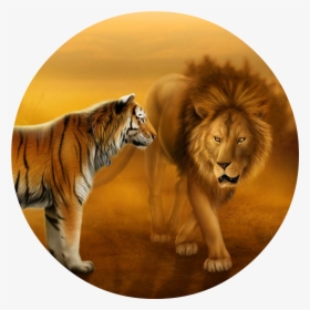 Wallpapers Of Tigers And Lions Dekstop Wallpaper Hd - Lion And Tiger Wallpaper Hd, HD Png Download, Free Download