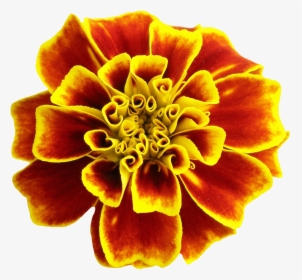 Flower Png Image - Portable Network Graphics, Transparent Png, Free Download