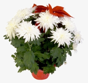 Transparent Potted Flowers Png - Комнатные Растения В Картинках, Png Download, Free Download