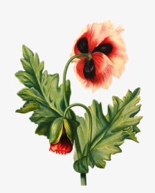 Poppy Flower Transparent Background - Transparent Background Flower Drawing Png, Png Download, Free Download