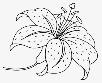 Flower, Flowers, Beautiful Flower, Garden Flowers - Colouring Pages Of Lilies, HD Png Download, Free Download