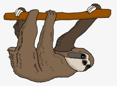 Sloth Png - Love Hanging Out With You, Transparent Png, Free Download