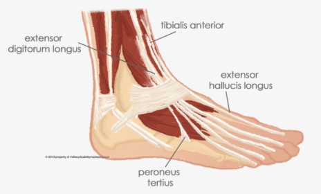 Peroneus Tertius, HD Png Download, Free Download