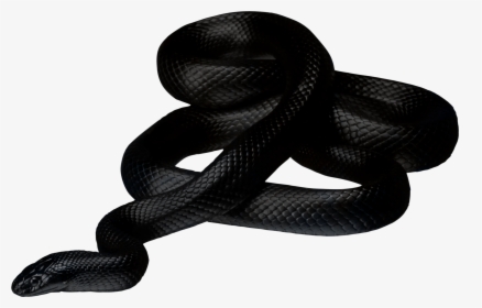 Black Snake - Black Snake Png, Transparent Png, Free Download