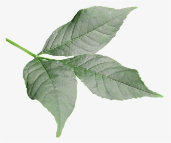 Ash - Feuille Frene Png, Transparent Png, Free Download