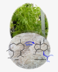 Valerian Root Chemical Structure, HD Png Download, Free Download