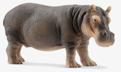 Schleich Hippo, HD Png Download, Free Download