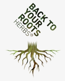 Plant Roots Png, Transparent Png, Free Download