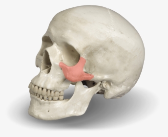 Zygomatic Bone For Dental Implant - Skull, HD Png Download, Free Download