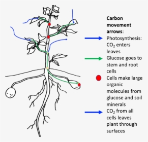 Movement Of Carbon In Plant, HD Png Download, Free Download