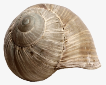 Stock Snail Shell Png By E-di - Snail Shell Png, Transparent Png, Free Download