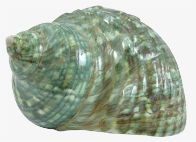 Green Snail Polished - Green Snail Shell, HD Png Download, Free Download