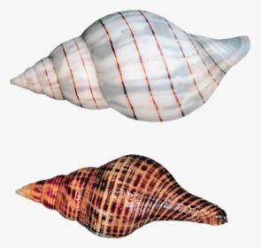 Transparent Sea Shells, HD Png Download, Free Download