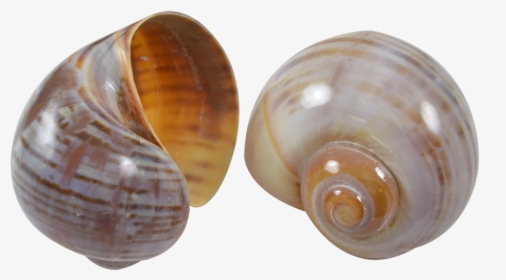 10 Cherry Land Snail Striped Shells - Shell, HD Png Download, Free Download