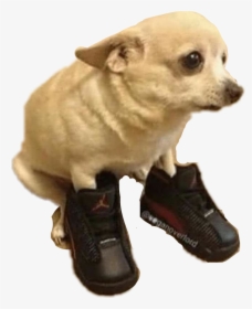#doggo #dog #bigshoes #meme #funny#freetoedit - He Boot To Big, HD Png Download, Free Download
