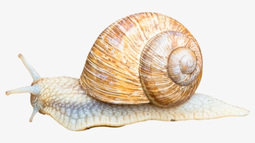 Snail Png Image - Transparents Of Snails, Png Download, Free Download