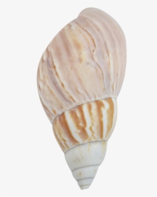 Fairyland Snail Bleached - Shell, HD Png Download, Free Download