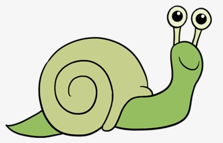 How To Draw A Snail - Lymnaeidae, HD Png Download, Free Download