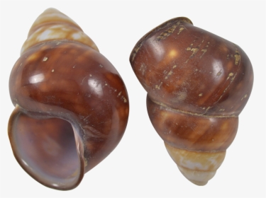 18 Brown Land Snail Polished Shells 2-2 - Conch, HD Png Download, Free Download