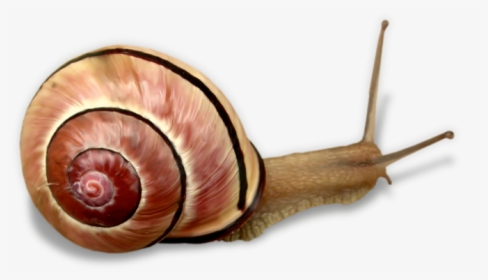 Snail Clip Art - Snails Pond, HD Png Download, Free Download