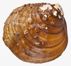 Snail Png Download Image - Baltic Clam, Transparent Png, Free Download