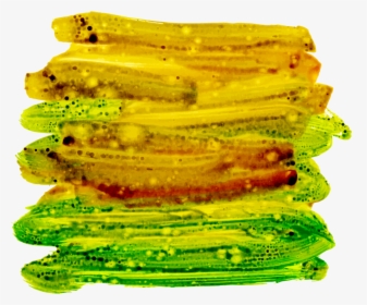 Okra, HD Png Download, Free Download