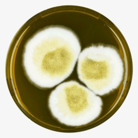 Aspergillus Latus Meaox - Dish, HD Png Download, Free Download