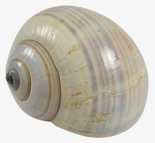 Philippine Land Snail - Shell, HD Png Download, Free Download