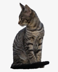 Domestic Short-haired Cat, HD Png Download, Free Download