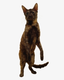 Cat Png - German Rex Png, Transparent Png, Free Download