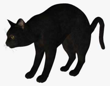 Black Cat Korat Havana Brown Manx Cat - Cat, HD Png Download, Free Download