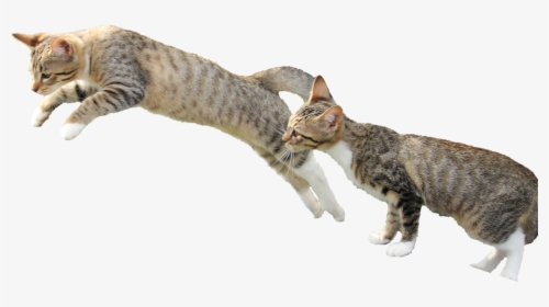Cat Yawns, HD Png Download, Free Download