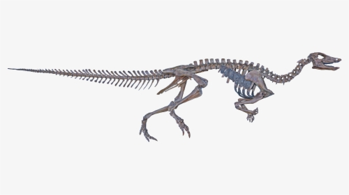Thescelosaurus Skeleton, HD Png Download, Free Download