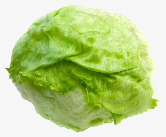 Lettuce Clipart Lettuce Slice - Head Of Lettuce Transparent Background, HD Png Download, Free Download