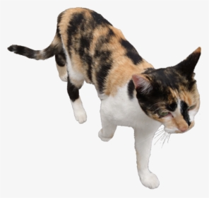 #cat #walking #freetoedit, HD Png Download, Free Download