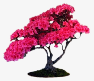 #pink #bonsai #flower #tree - Sakura Bonsai, HD Png Download, Free Download