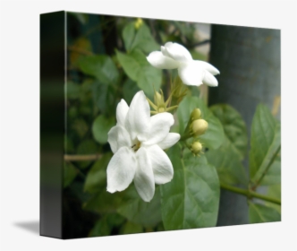Thumb Image - Jasmine Flower Tree, HD Png Download, Free Download