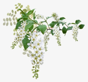 ✿ Fleurs Blanches Png, Tube ✿ Wedding, White Flowers - Green And White Flowers Png, Transparent Png, Free Download