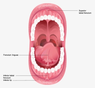 Cosmetic & Implant Dentistry Center - Inside Of A Human Mouth, HD Png Download, Free Download