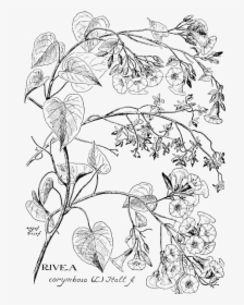 Rivea Corymbosa, HD Png Download, Free Download