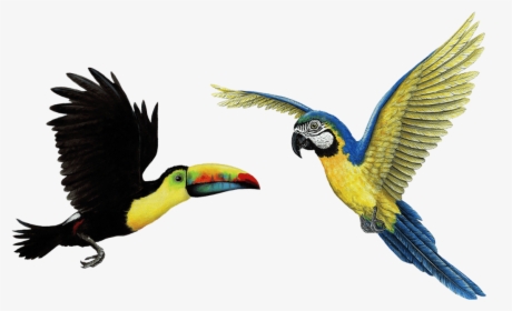 Tropical Birds Png - Flying Toucan Png, Transparent Png, Free Download